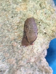 Drusia valenciennii