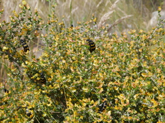 Aspalathus rigidifolia