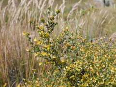 Aspalathus rigidifolia