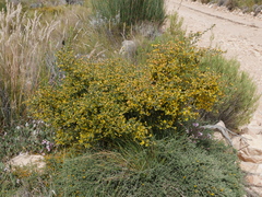 Aspalathus rigidifolia