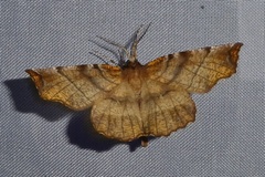 Selenia dentaria
