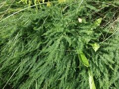 Asparagus prostratus