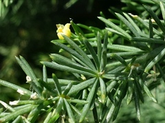 Asparagus prostratus