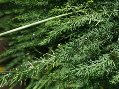 Asparagus prostratus