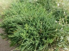 Asparagus prostratus