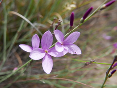 Heliophila juncea