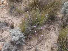 Heliophila juncea