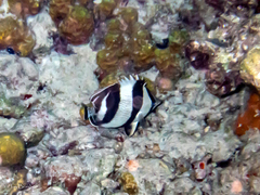 Chaetodon striatus