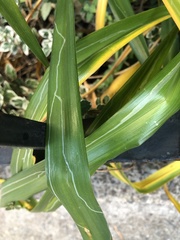 Ophiomyia kwansonis
