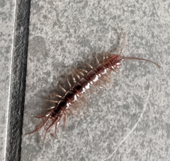 Lithobius forficatus