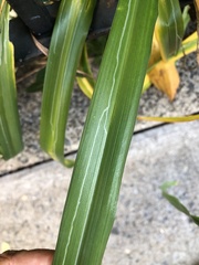 Ophiomyia kwansonis