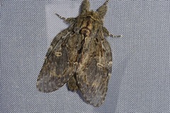 Peridea anceps