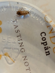 Ectobius pallidus
