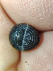 Armadillo officinalis