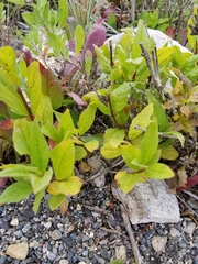 Lonicera involucrata