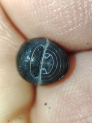 Armadillo officinalis