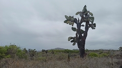 Opuntia galapageia