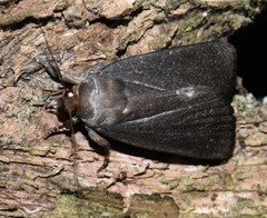 Amphipyra livida