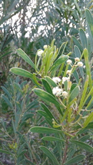 Acacia uncifolia
