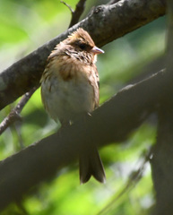 Emberiza elegans