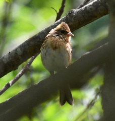Emberiza elegans