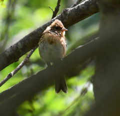 Emberiza elegans