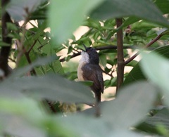 Prinia socialis