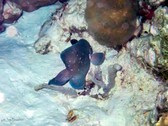 Rypticus saponaceus