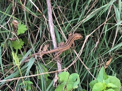 Lacerta trilineata