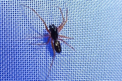 Microlinyphia pusilla