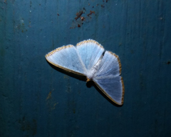 Leuciris