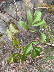 Sambucus canadensis