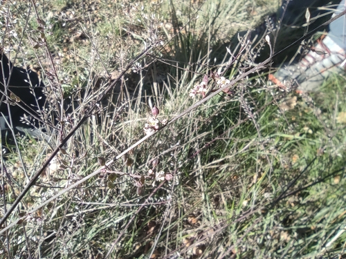 Grassleaf pepperweed (Lepidium graminifolium)