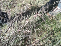Lepidium graminifolium