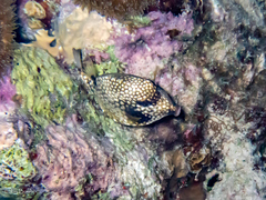 Lactophrys triqueter