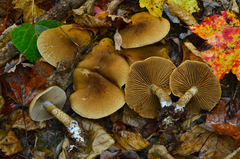 Cortinarius pholideus