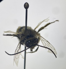 Melissodes microstictus