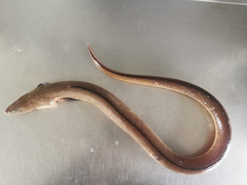Common snake eel (Ophichthus remiger) — Ophichthidae — 2