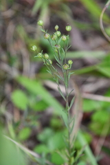 Linum stelleroides