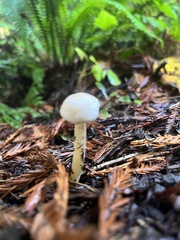Agaricus diminutivus