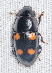 Glischrochilus obtusus