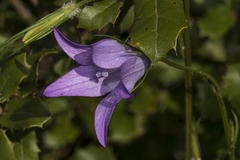 Campanula rapunculus