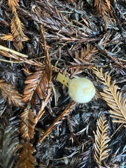 Agaricus diminutivus