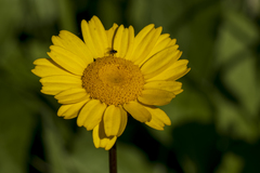 Coleostephus myconis