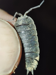 Porcellio hoffmannseggii