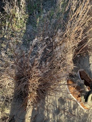 Schizachyrium littorale