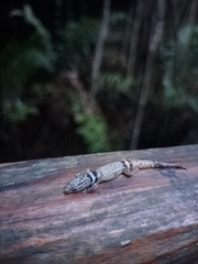 Sphaerodactylus glaucus