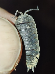 Porcellio hoffmannseggii