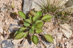 Patrinia scabiosifolia