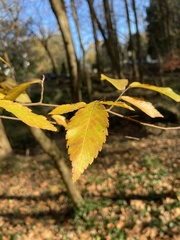 Planera aquatica